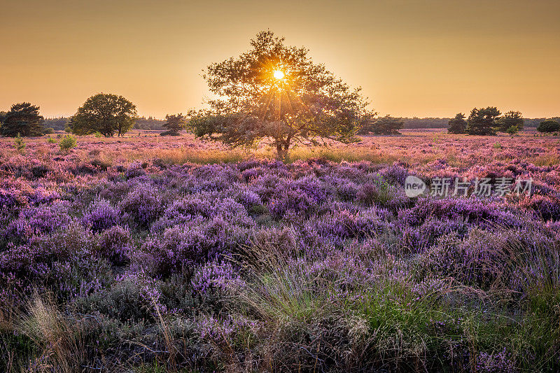 日落时盛开的石南花，De Veluwe，维尔豪顿，荷兰